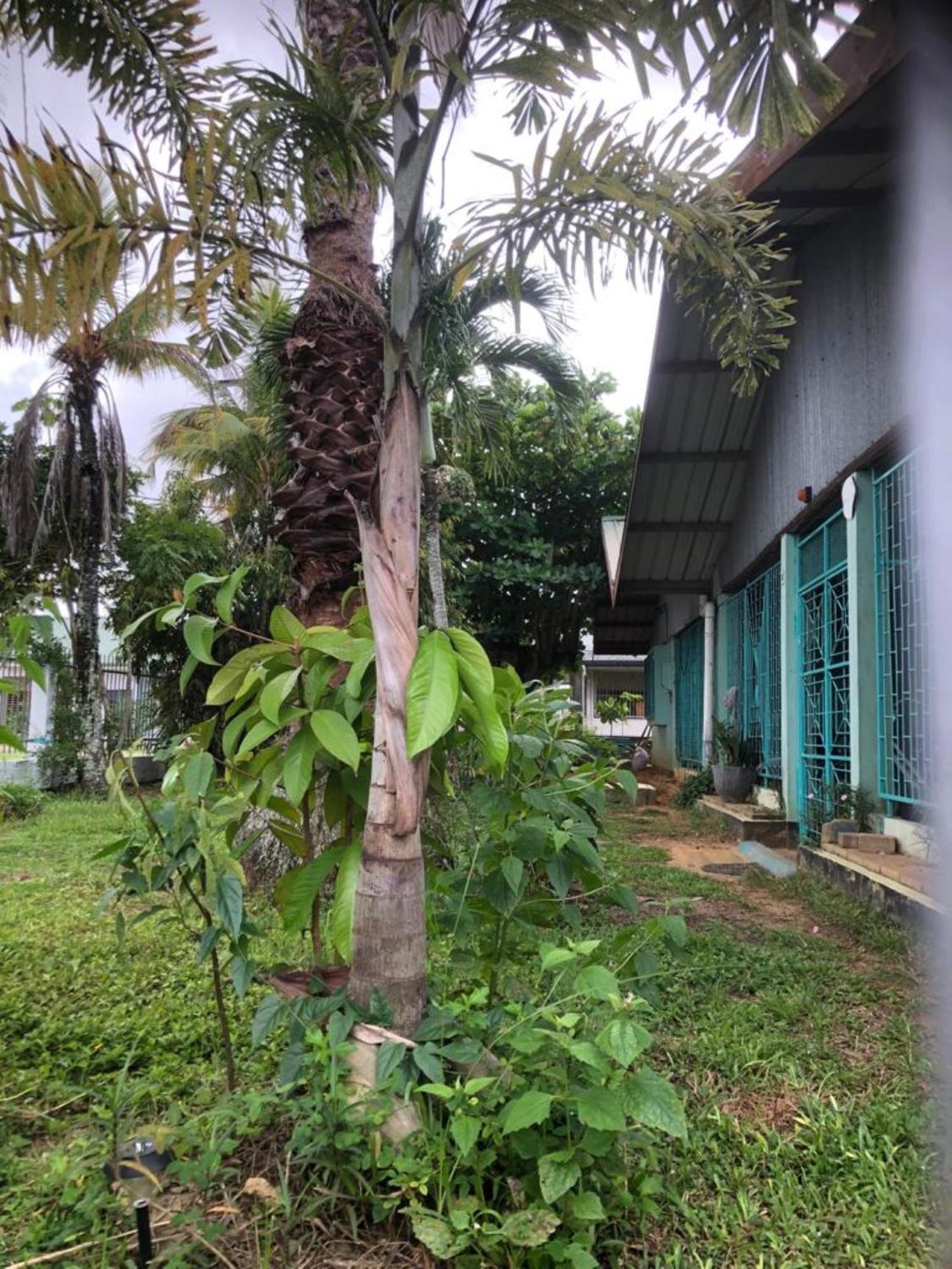 Unu Pikin Guesthouse باراماريبو المظهر الخارجي الصورة